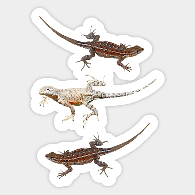Lizards, Wildlife, gifts, reptiles, Catch me if you can Sticker by sandyo2ly